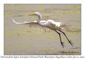 Intermediate Egret