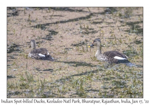 Indian Spot-billed Ducks