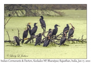 Indian Cormorant