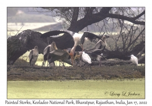 Painted Storks