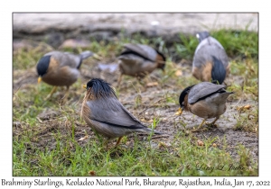 Brahminy Starlings