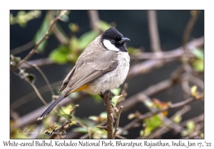 White-eared Bulbul