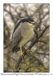 Black-crowned Night Heron