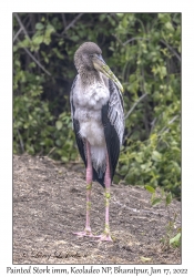 Painted Stork