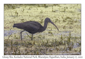 Glossy Ibis