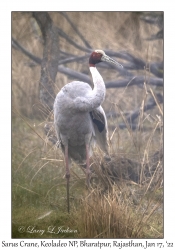 Sarus Crane