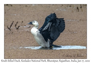 Knob-billed Duck