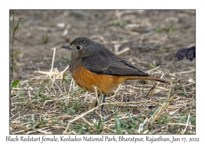 Black Redstart