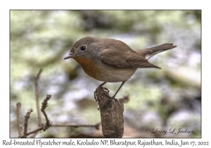 Red-breasted Flycatcher