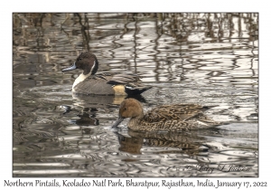 Northern Pintails