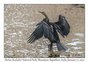 - Darter, Keoladeo NP, Bharatpur, Rajasthan, India