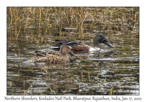 Northern Shoveler