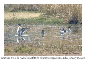 Northern Pintails