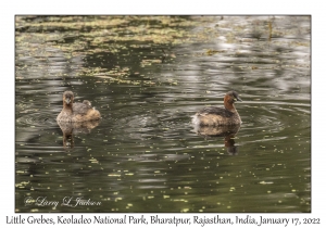 Little Grebes