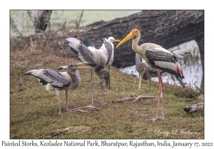 Painted Storks