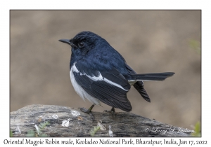 Oriental Magpie Robin