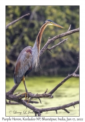 Purple Heron