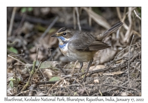 Bluethroat