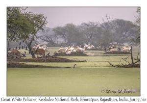 Great White Pelicans