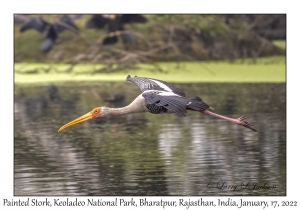 Painted Stork