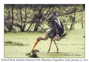 Painted Stork