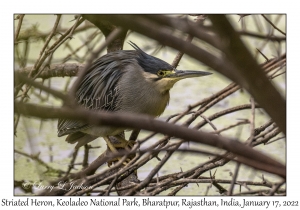 Striated Heron