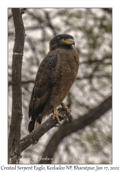 Crested Serpent Eagle