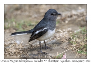 Oriental Magpie Robin