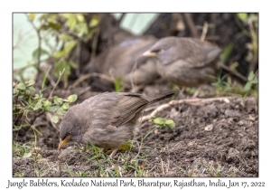 Jungle Babbler