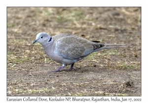 Eurasian Collared Dove