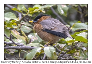 Brahminy Starling