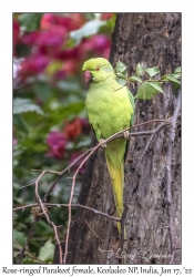 Rose-ringed Parakeet