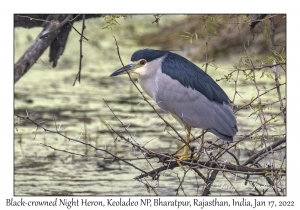 Black-crowned Night Heron