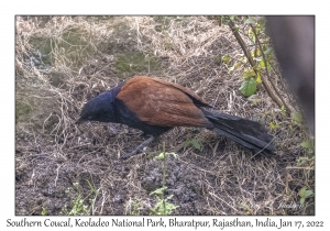 Southern Coucal