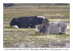 Cows