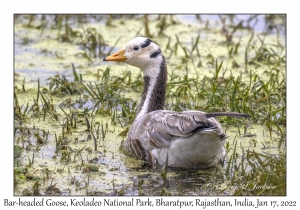 Bar-headed Goose