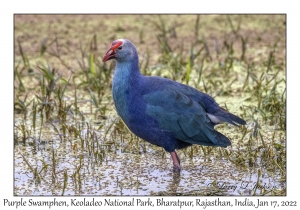 Purple Swamphen