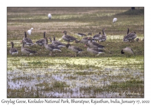 Greylag Geese