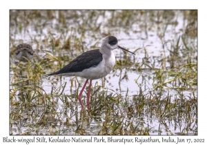 Black-winged Stilt