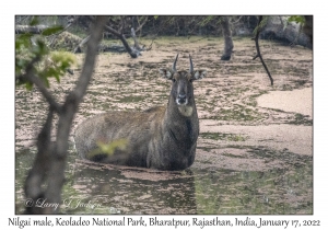 Nilgai