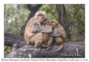 Rhesus Macaques