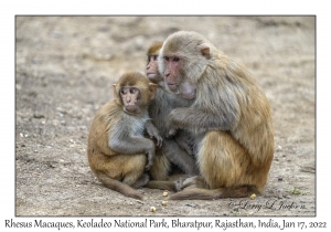 Rhesus Macaques