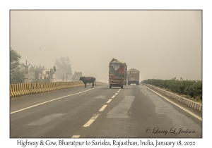 Highway & Cow