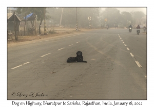 Dog on Highway