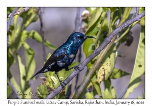 Purple Sunbird male