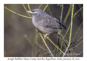 Jungle Babbler