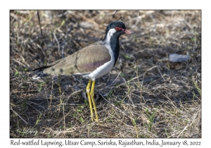 Red-wattled Lapwing