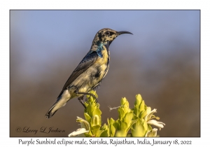 Purple Sunbird