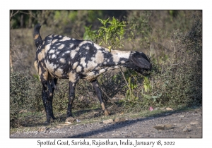 Spotted Goatfish