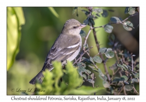 Chestnut-shouldered Petronia